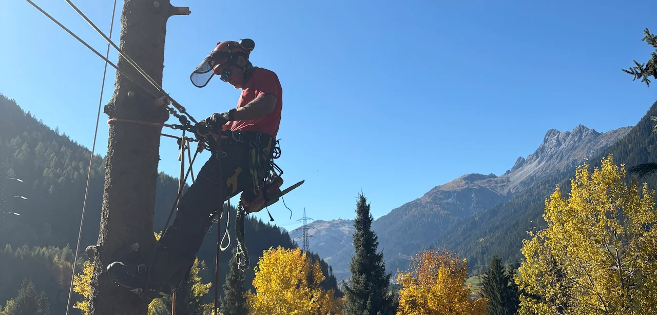Spezialfällung mit Seilklettertechnik in Kappl, Paznauntal - Kletterer beim Abtragen eines Baumes auf halber Höhe am Stamm im Raum Landeck
