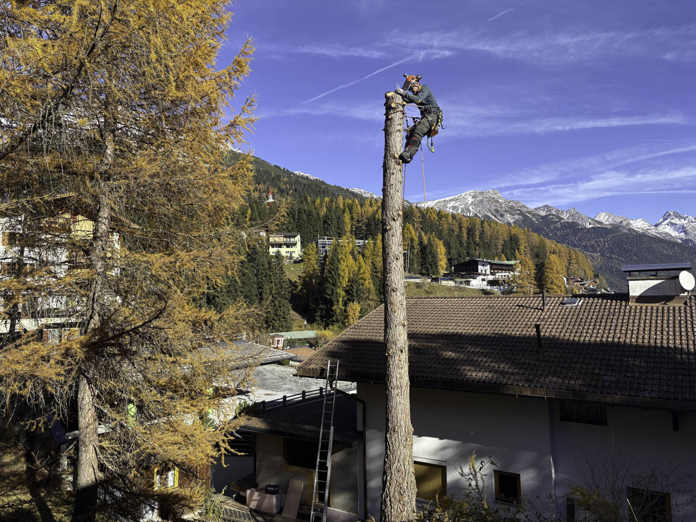 Abtragung einer Lärche in St. Anton am Arlberg, Wipfel und Äste sind schon weg, der Kletterer hängt oben am Stamm.