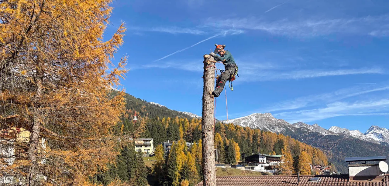 Abtragung einer Lärche in St. Anton am Arlberg, Wipfel und Äste sind schon weg, der Kletterer hängt oben am Stamm